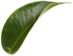 leaf