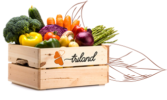 basket with fruits